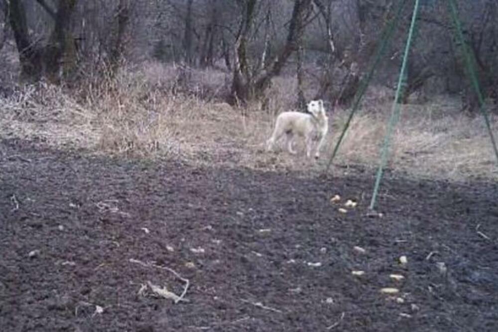 POLICIJA SNIMILA NEOBIČNU ZVER NA GRANICI HRVATSKE I BiH: Građani ZBUNJENI, o čemu je reč? (FOTO)