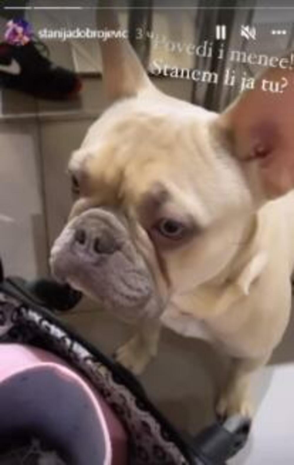 Stanija Dobrojević, Marko Marković