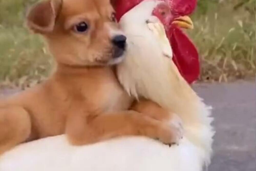 HIT SNIMAK: Petao "taksira" kučetu, ovo je nešto NAJLUĐE ŠTO ĆETE DANAS VIDETI (VIDEO)