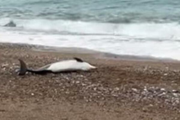 TUGA! Pretužan prizor na plaži u Bečićima, zatečen mrtav delfin (VIDEO)