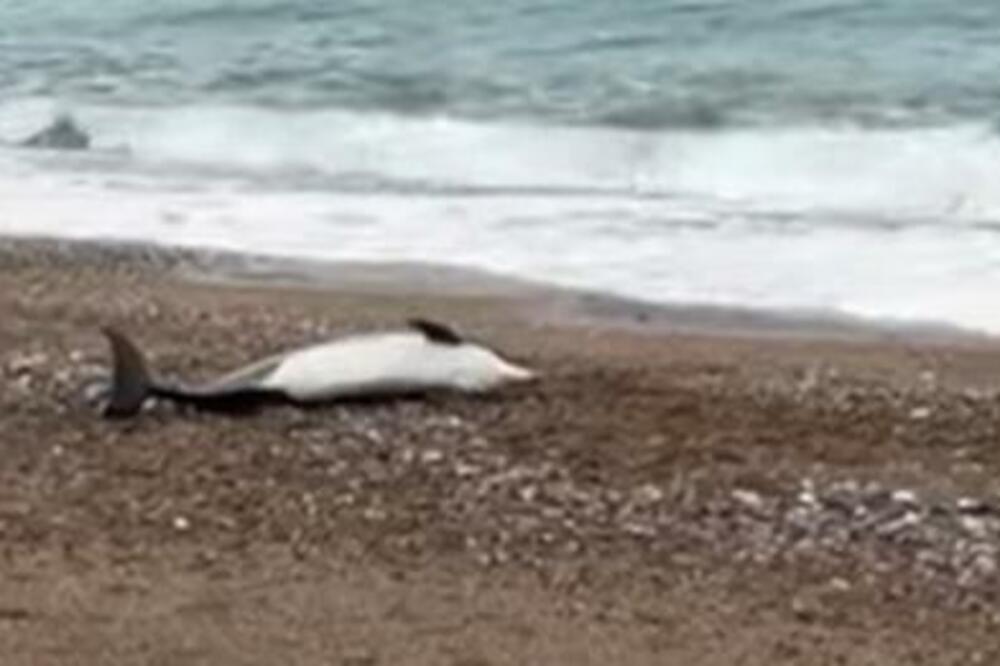 TUGA! Pretužan prizor na plaži u Bečićima, zatečen mrtav delfin (VIDEO)