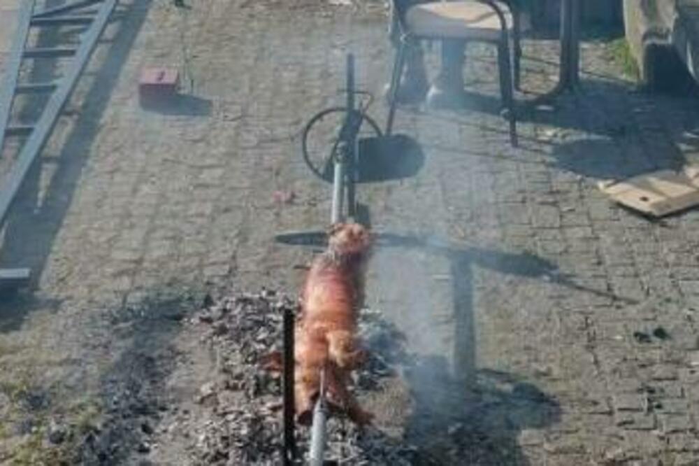 MISLITE DA STE SVE VIDELI: Čovek OKREĆE PRASE na šetalištu u najurbanijem delu BEOGRADA! (FOTO)