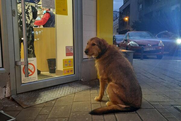 SLIKA DANA! Preslatka kuca strpljivo čeka ispred marketa (FOTO)
