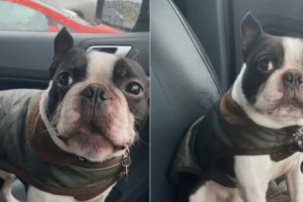 ZAHTEVAO OD VLASNICE DA GA PROŠETA PO KIŠI, PA ZAŽALIO: Reakcija ovog psa će vas ODUŠEVITI! (VIDEO)