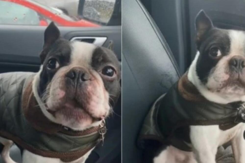 ZAHTEVAO OD VLASNICE DA GA PROŠETA PO KIŠI, PA ZAŽALIO: Reakcija ovog psa će vas ODUŠEVITI! (VIDEO)