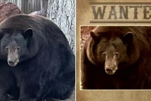 TRAŽI SE MEDVED PROVALNIK: Obio već 10 kuća, a JEDNU STVAR PROSTO OBOŽAVA DA KRADE (VIDEO)