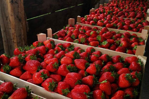 SVI KUPUJU PAPRENE JAGODE IZ ŠPANIJE, A STIŽU DOMAĆE PO MNOGO NIŽOJ CENI: Darko iz Čačka očekuje 15 tona (FOTO)