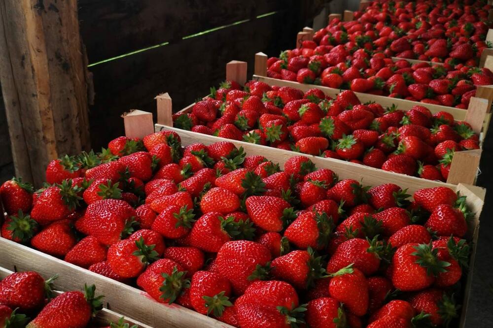 SVI KUPUJU PAPRENE JAGODE IZ ŠPANIJE, A STIŽU DOMAĆE PO MNOGO NIŽOJ CENI: Darko iz Čačka očekuje 15 tona (FOTO)