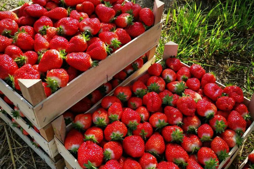 NAPRAVITE DOMAĆI SOK OD JAGODA: Brzo se SPREMA, a nema KUVANJA, odlepićete (RECEPT)