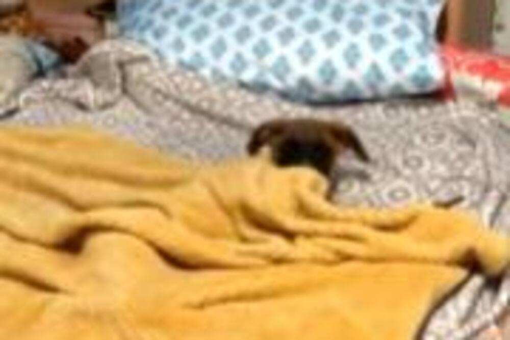 VLASNICA UPALA U SOBU I ZATEKLA PSA KAKO RADI OVU STVAR: Nije mogla da veruje SOPSTVENIM OČIMA (VIDEO)