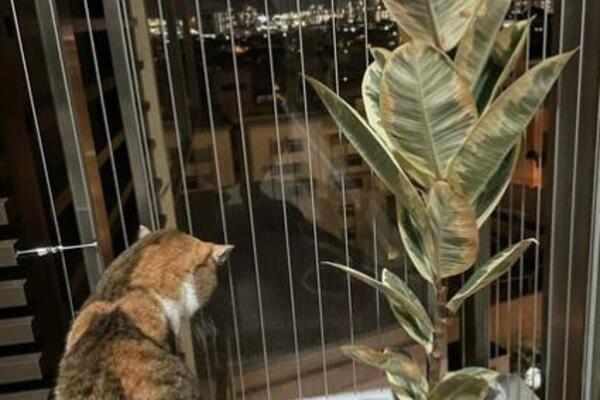 VAŠE BILJKE ĆE PATITI AKO IM NE RADITE OVO: Botaničari skreću pažnju na NEGU, jedna stvar je NAJVAŽNIJA