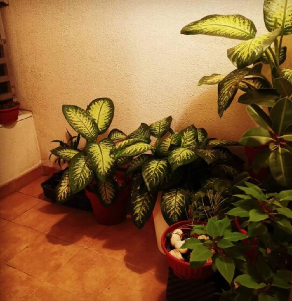 Biljke