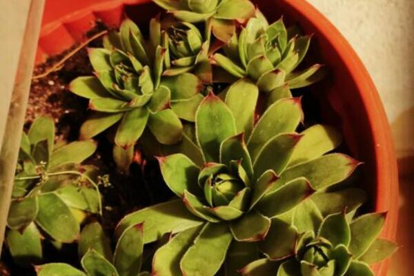 Pripremite pravovremeno kućne biljke za jesenje hladne dane, obavezno morate da uradite ove stvari