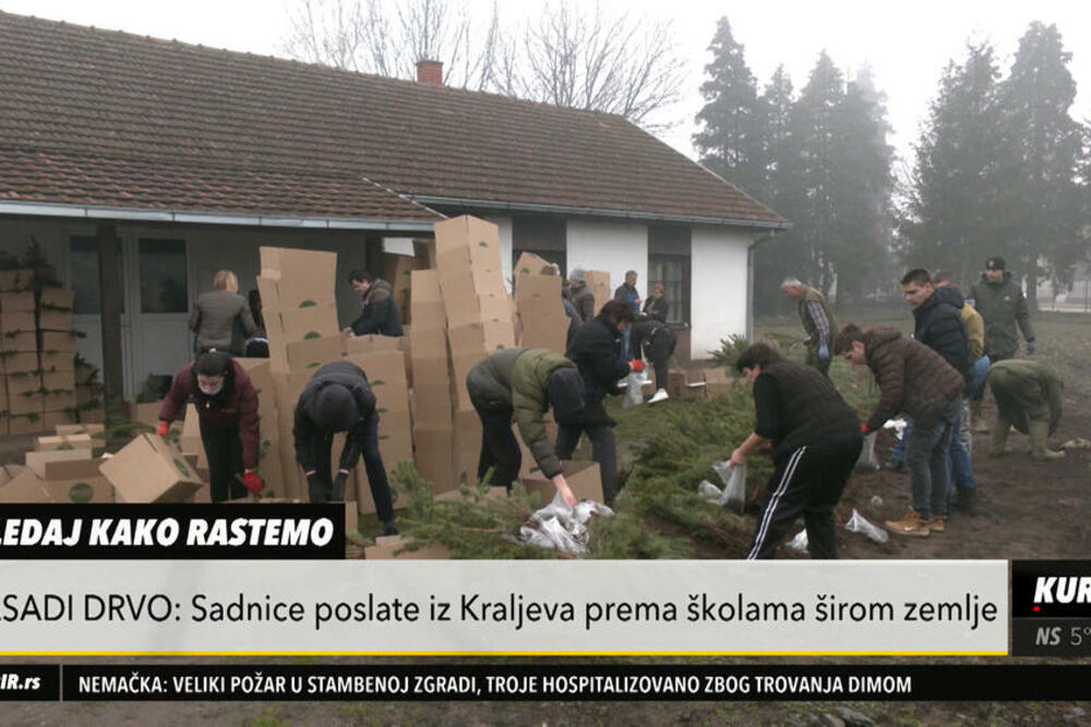 BELI BOR JE STIGAO U SVE OSNOVNE ŠKOLE: Prvaci će imati priliku da sutra zasade svoje PRVO DRVO