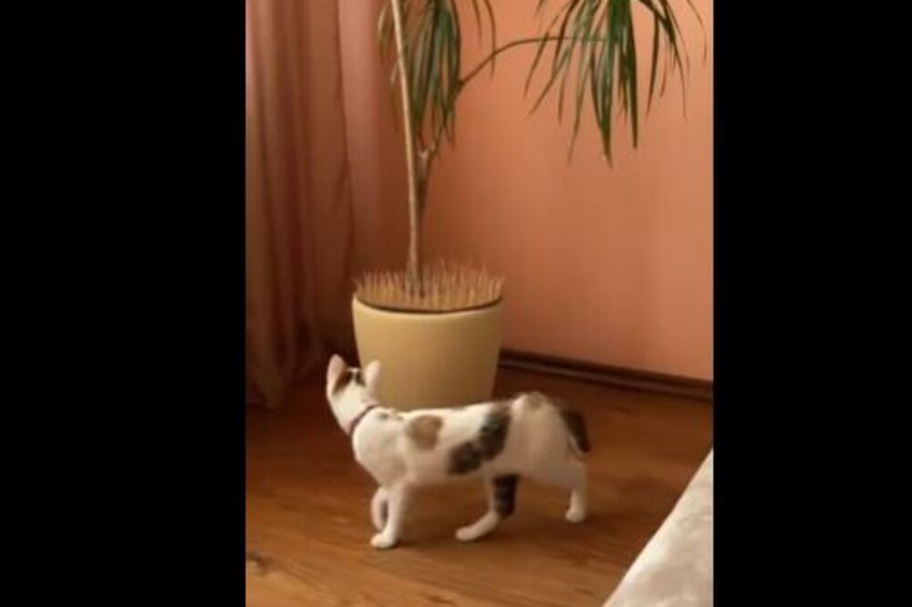 MAČKA MU SE POPELA NA GLAVU, PA JE REŠIO DA JOJ URADI OVU STVAR: Mnogi VLASNICI su skočili na noge (VIDEO)