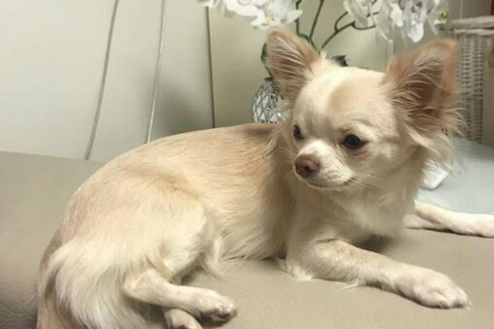 OVIH 7 RASA PASA NAJDUŽE ŽIVE: Veterinari njih najčešće uzimaju, DUGOVEČNI SU