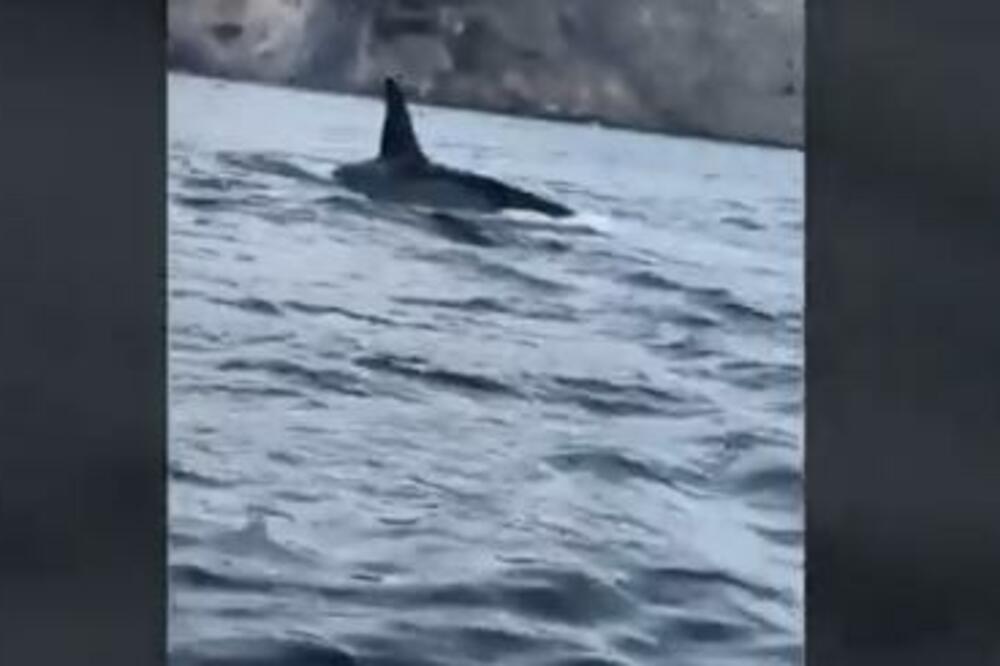 KADA RIBARI POSTANU PLEN: Kitovi UBICE ih opkolili, U TOM TRENUTKU GLEDALI SU U SMRT