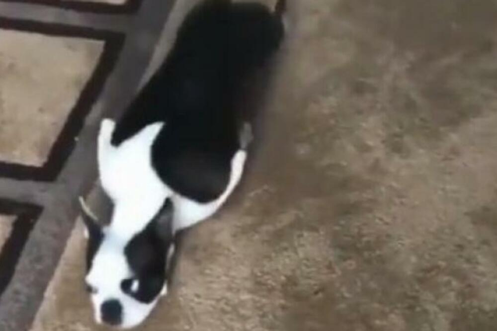 ŠOK U STANU: Vlasnik nije mogao da veruje ŠTA SE DEŠAVA NA TEPIHU, MILIONI SU GA ODGLEDALI (VIDEO)