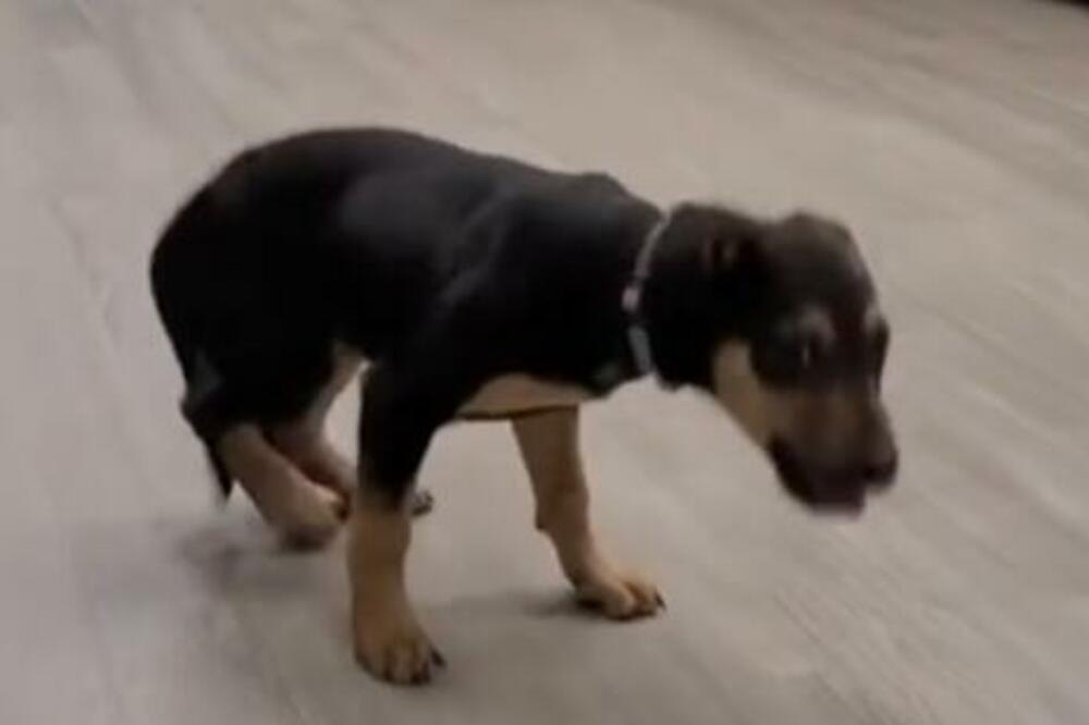 OVAKVOG PSA BI POŽELEO SVAKI VLASNIK: Pogledajte samo šta radi dok mu GAZDA PEVA, HIT (VIDEO)