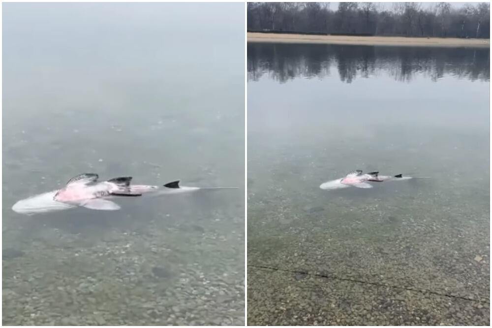 MRTVA NEMAN U ADI CIGANLIJI! Snimak se širi internetom, ima skoro pola metra, 1 pitanje muči sve! (FOTO)