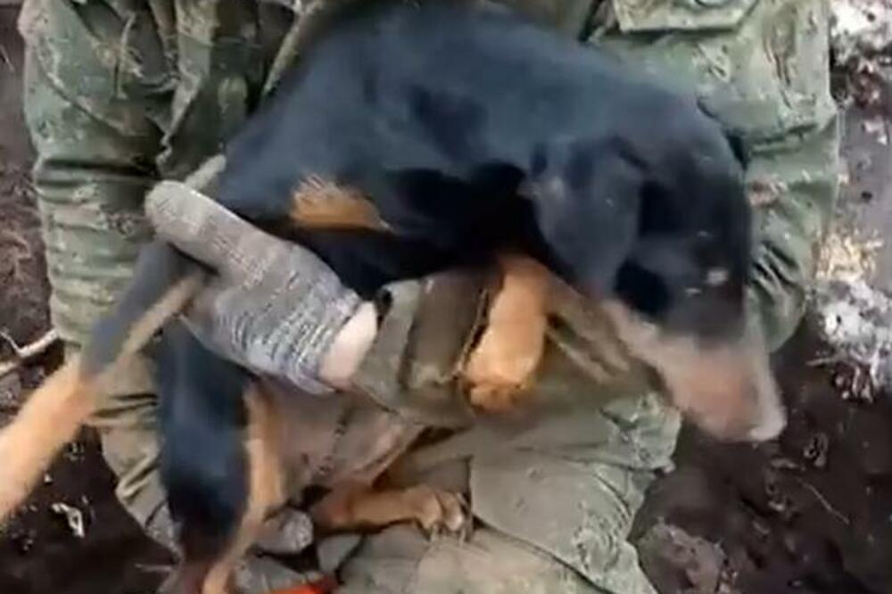 PAS NORA JE 5 DANA PROVEO POD ZEMLJOM: Vlasnik danonoćno KOPAO da bi ga SPASAO, evo da li je USPEO