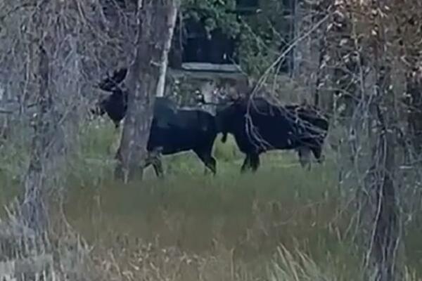 ŽESTOKA AKCIJA LOSOVA NASRED DVORIŠTA: Žena prenosila UŽIVO, NISU USPORAVALI TEMPO (VIDEO)