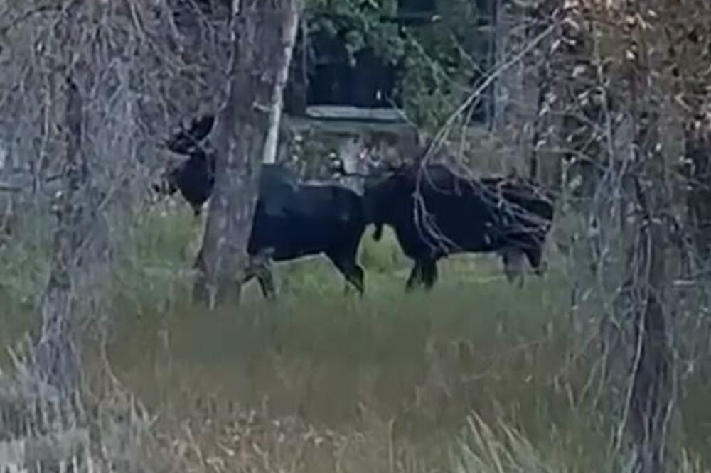 ŽESTOKA AKCIJA LOSOVA NASRED DVORIŠTA: Žena prenosila UŽIVO, NISU USPORAVALI TEMPO (VIDEO)