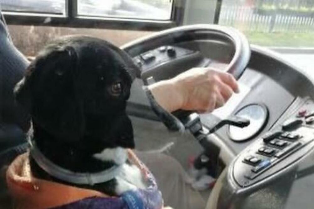 IZGUBLJENA ŽENKICA ZALUTALA U BEOGRADSKOM AUTOBUSU NA LINIJI 71: Vozač je ČUVA U KABINI (FOTO)