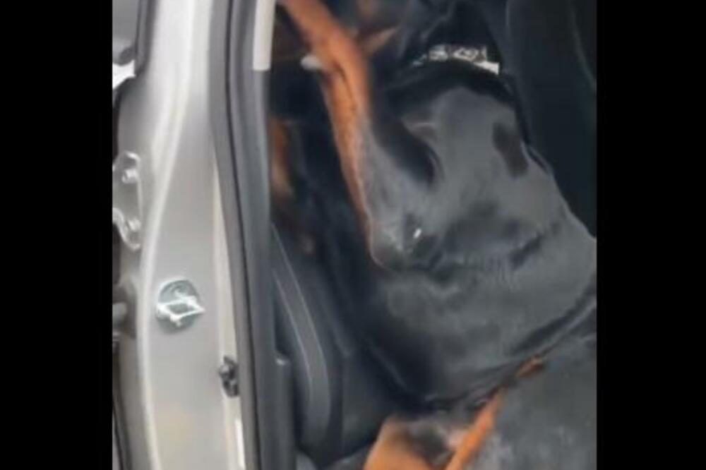 NI PO KOJU CENU NIJE ŽELEO DA POSLUŠA GAZDARICU: Takav zahtev nije došao u obzir - NEODOLJIVA REAKCIJA! (VIDEO)