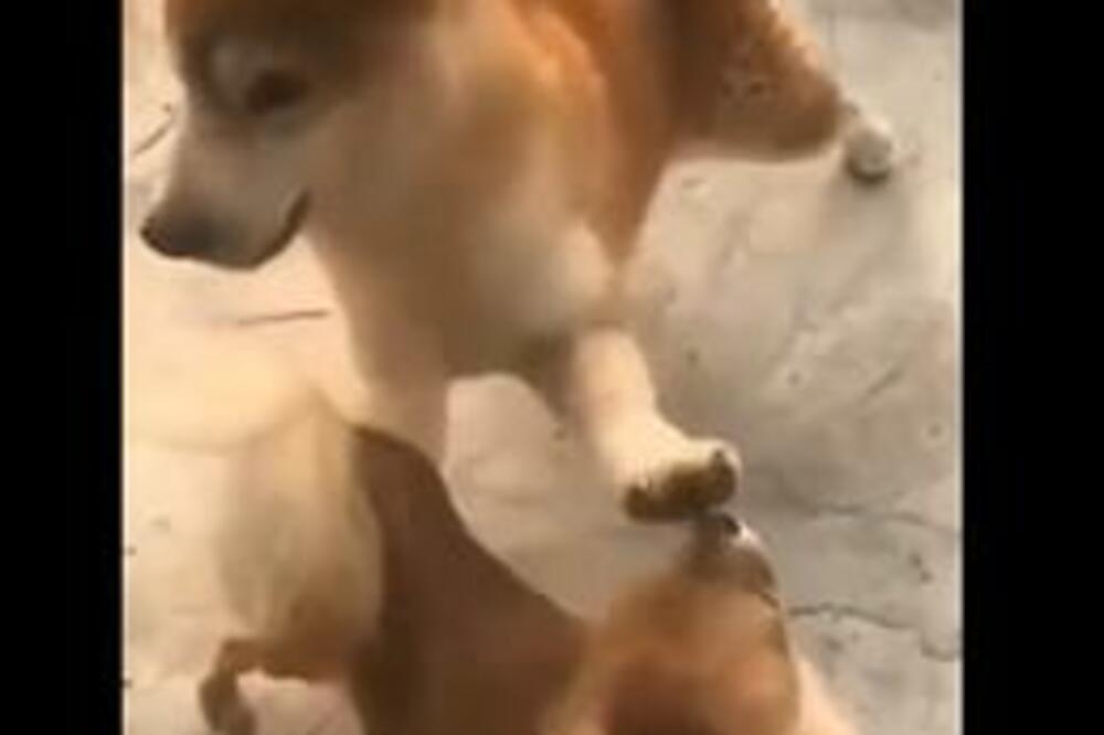 NISTE BILI NI SVESNI DA VAM JE OVAJ SNIMAK FALIO DOK GA NE VIDITE: To što rade ove kuce je TOTALNI HIT! (VIDEO)