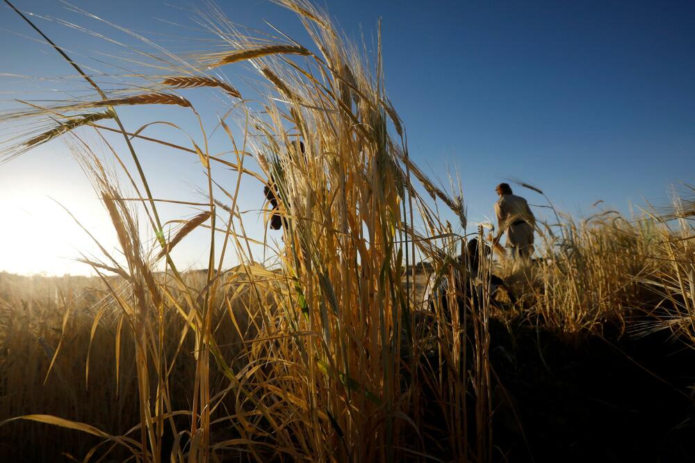 Pšenica, Žitarice, Polje, Priroda, Sunce