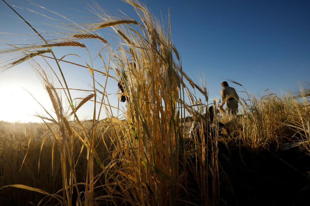 SAOPŠTENI PODACI: Kukuruz i pšenica poskupeli u odnosu na prošlu nedelju A EVO I ZA KOLIKO