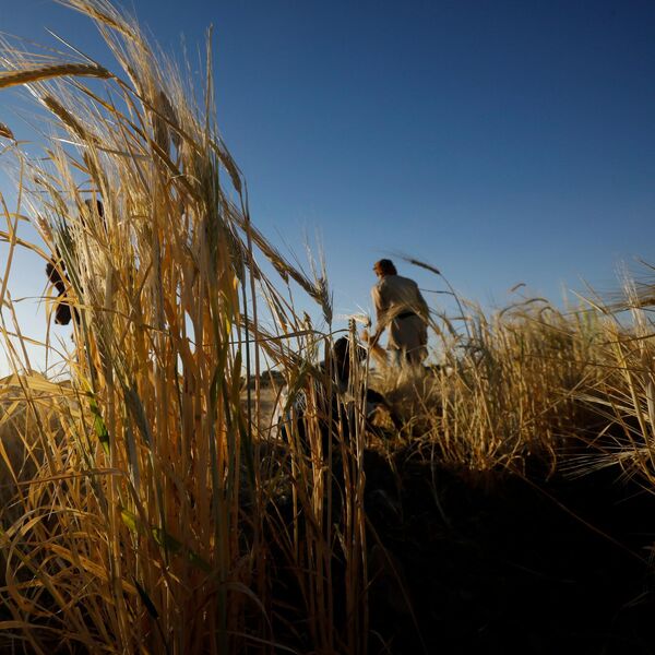 Pljuštaće kazne zbog srpskih njiva: Inspekcija otkrila na desetine primera paljenja strnjike