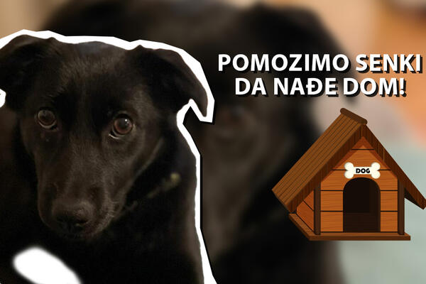 ZOVEM SE SENKA, POMOZITE MI DA NAĐEM DOM: Preslatka kuca digla Srbiju na noge, ona traži PORODICU (FOTO)