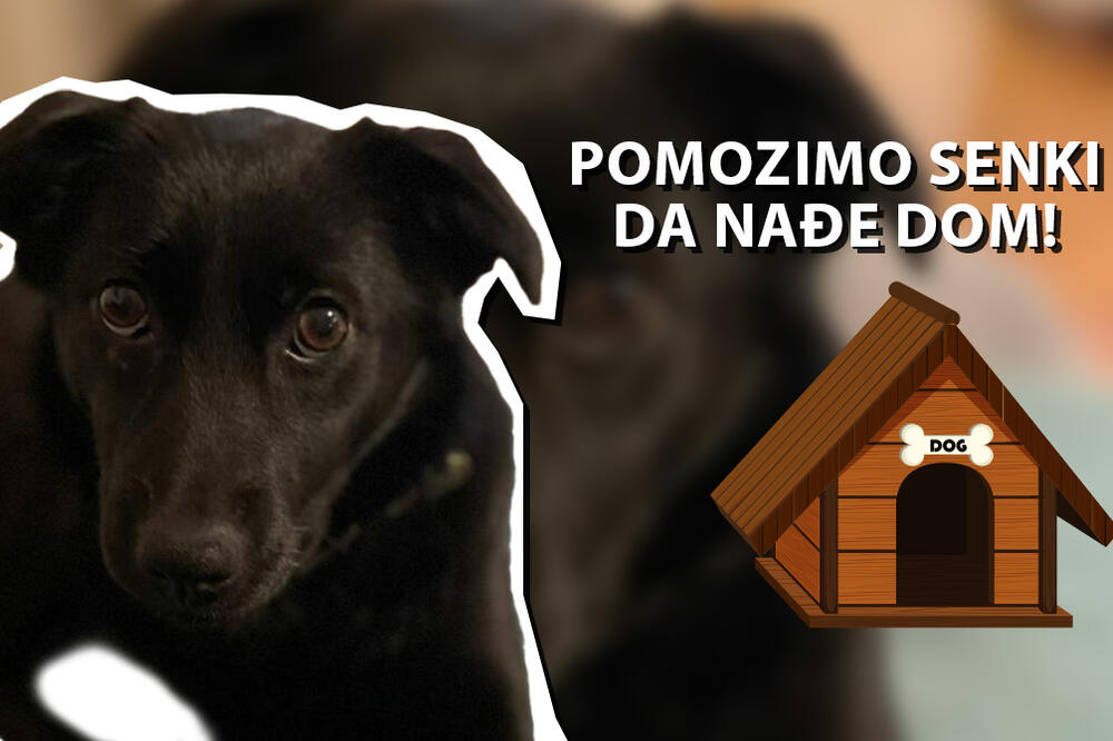 ZOVEM SE SENKA, POMOZITE MI DA NAĐEM DOM: Preslatka kuca digla Srbiju na noge, ona traži PORODICU (FOTO)