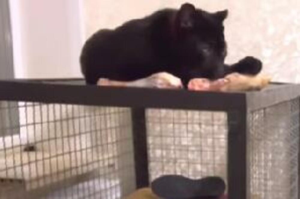 INDIJSKI LEKAR ZAGLAVIO U PODRUMU U UKRAJINI: Kada vidite i SA KIM, NEĆE VAM BITI SVEJEDNO (VIDEO)