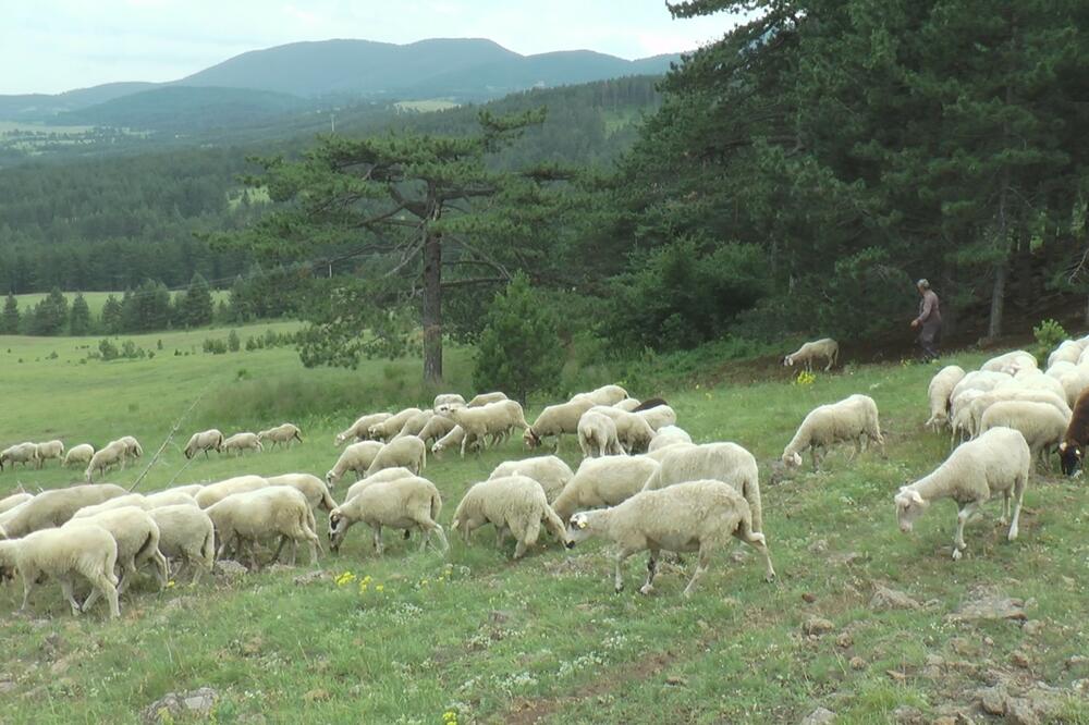 AKO NEMAŠ TRAKTOR, DOĐEŠ I POSLUŽIŠ SE OPŠTINSKIM: Stada ovaca na planinskim livadama sve bronjija (FOTO)