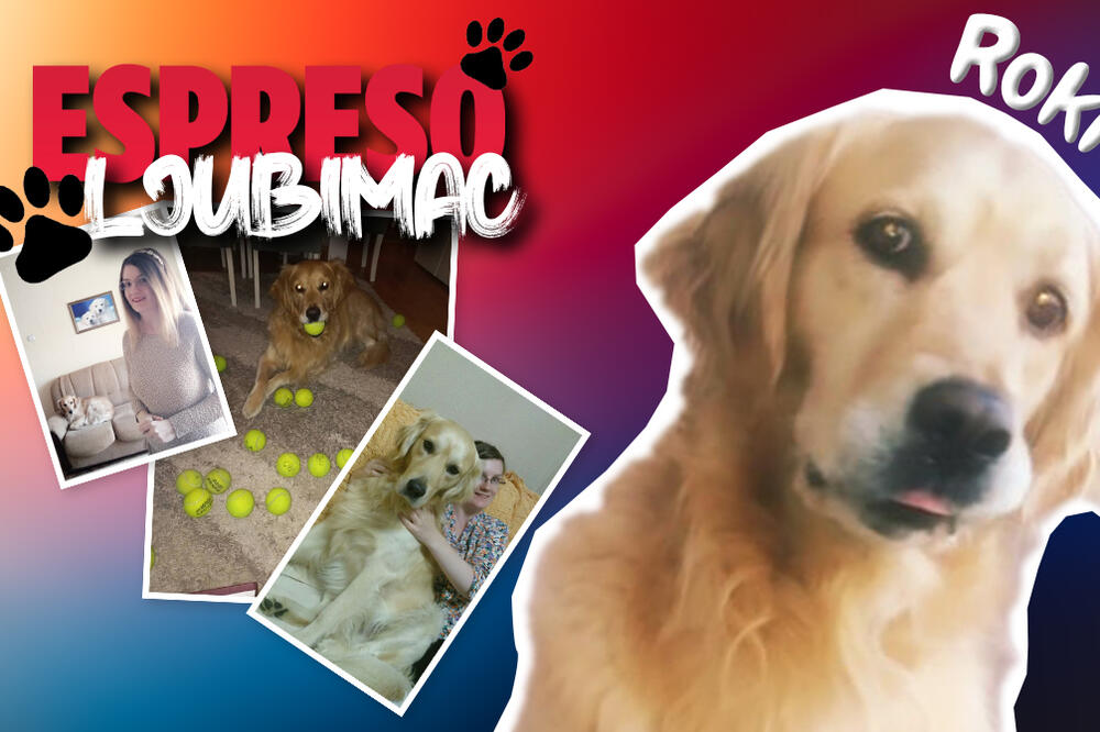 VEŽBAM JAVNI NASTUP, NEMA POTREBE DA DRUGI GOVORE UMESTO MENE: Roki je zlatni retriver, a ima oči kao košuta (FOTO)