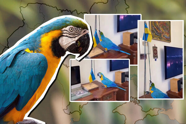 "DOBRO JUTRO, MI SMO IZ UKRAJINE": Papagaj podigao ukrajinsku ZASTAVU u znak PODRŠKE, gore MREŽE! (VIDEO)