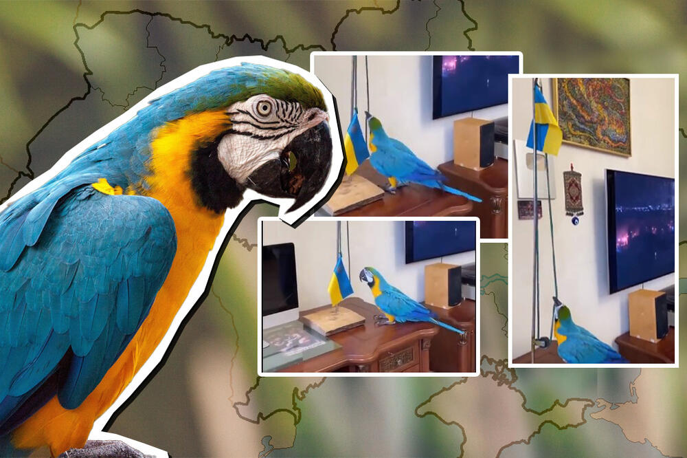 "DOBRO JUTRO, MI SMO IZ UKRAJINE": Papagaj podigao ukrajinsku ZASTAVU u znak PODRŠKE, gore MREŽE! (VIDEO)