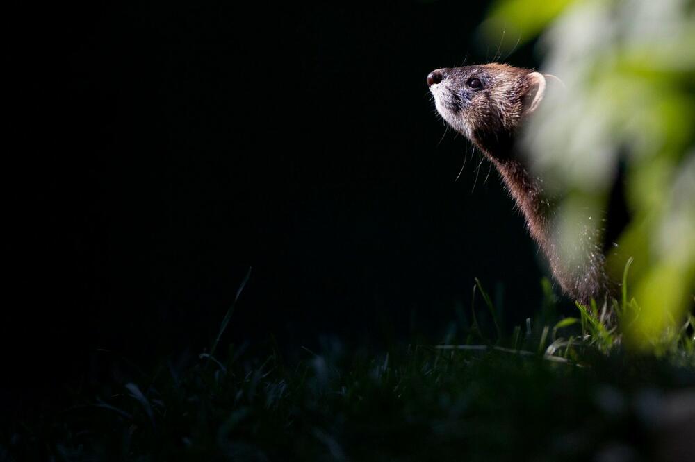 VIDEO JE OVU ŽIVOTINJU U KUĆI I SLEDIO SE U MESTU: Uzeo je dimnu bombu, a to je bila greška njegovog života