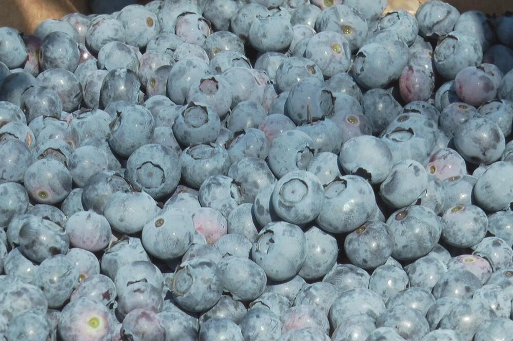 OTKRIVENA PRAVA ISTINA O BOROVNICAMA! Ako ovo vidite NA NJIMA, ODMAH REAGUJTE