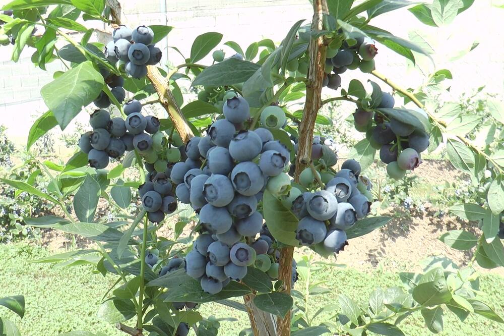 U ovom delu Srbije počela berba borovnica: Radnika nema ni na vidiku, ovoliko iznosi dnevnica