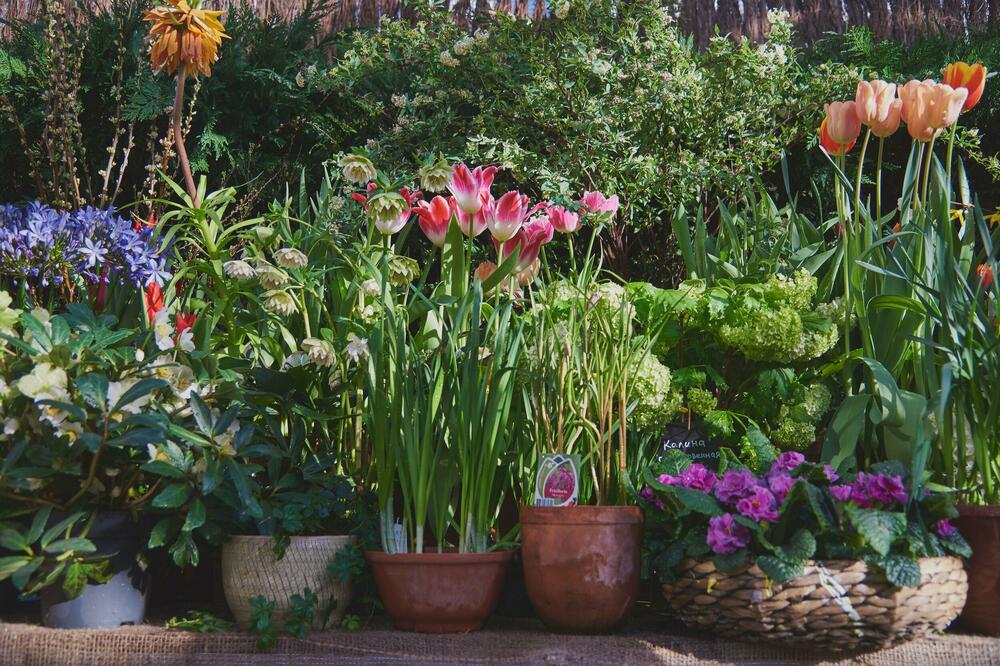 TAJNA KAKO DA VAM CVEĆE RASTE KAO NIKADA DO SADA: Ovo je CAKA koju koriste PROFESIONALNI cvećari