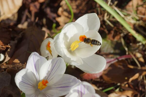KAKVO NAS VREME OČEKUJE ZA PRAZNIKE? Detaljna PROGNOZA otkriva PROLEĆNA iznenađenja