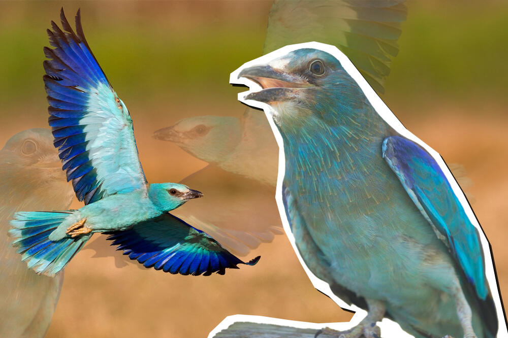 MODROVRANA JE STROGO ZAŠTIĆENA VRSTA U SRBIJI: Zovu je i SMRDIVRANA, evo i zašto! (FOTO)