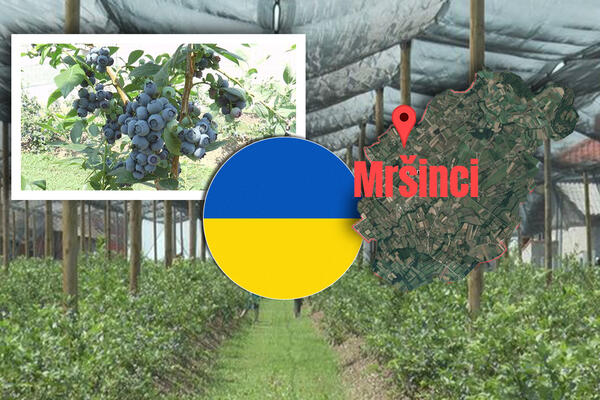 NA MLADENOVU PLANTAŽU TREBALO BI DA STIGNU RADNICI IZ UKRAJINE: Kilogram BOROVNICE ove godine i do 6 evra! (FOTO)