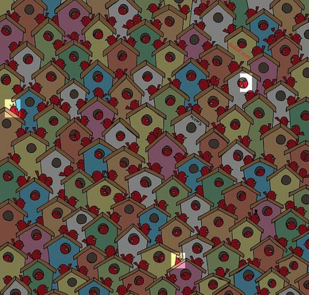 Skrivalica, Mozgalica, Jabuke