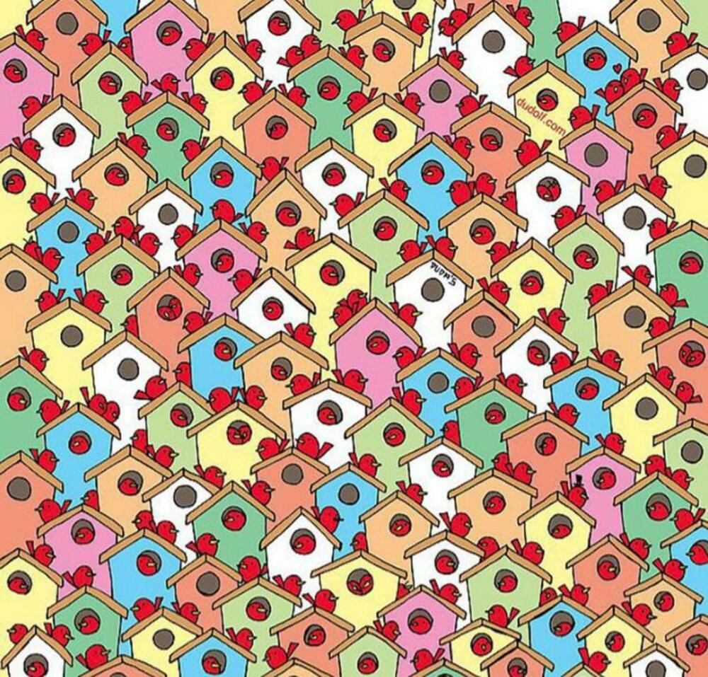 Skrivalica, Mozgalica, Jabuke