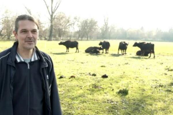 BORISLAV IZ ZRENJANINA STVORIO VRH BIZNIS: Počeo je sa nekoliko grla, danas farma broji 130 VODENIH BIVOLA (FOTO)